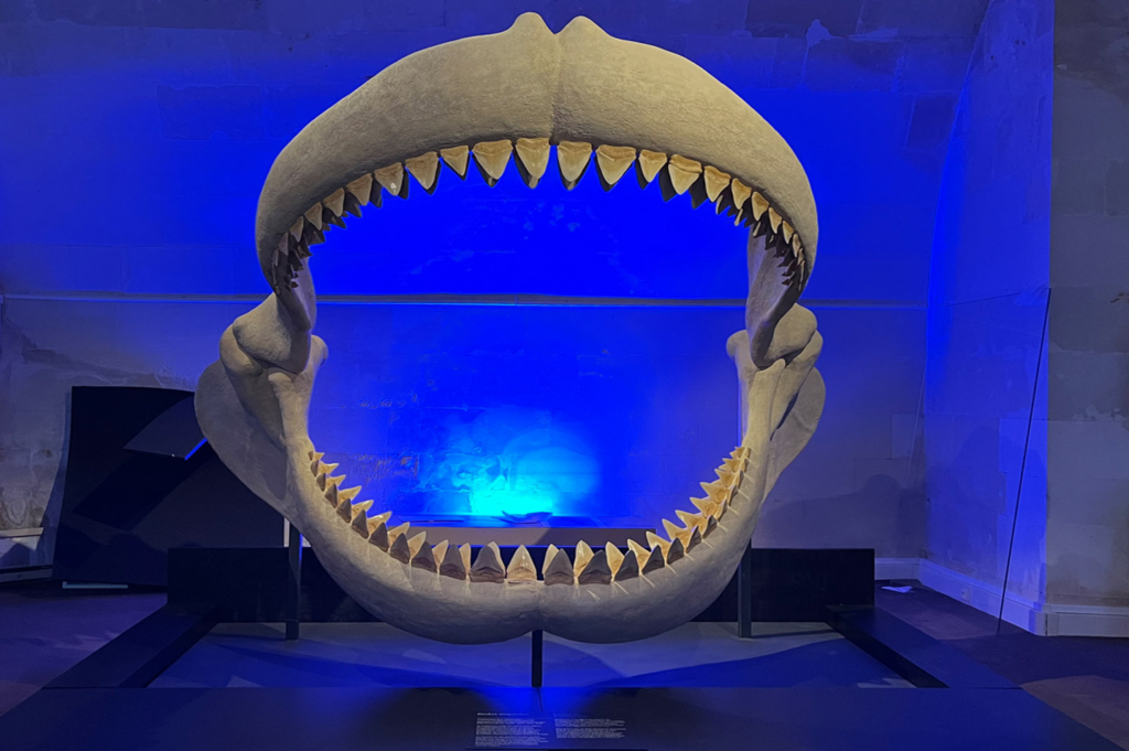oeuvre tourainetropicale machoire megalodon