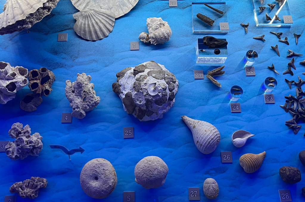 oeuvres tourainetropicale fossilesetactuels mer