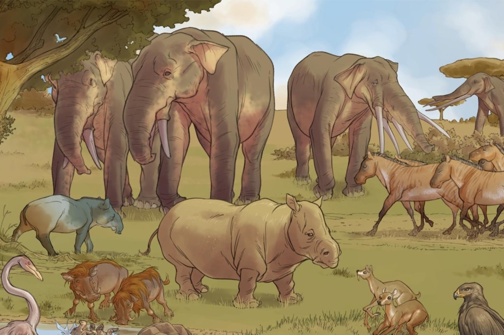 dessin anime video tourainetropicale 0011 calque 22